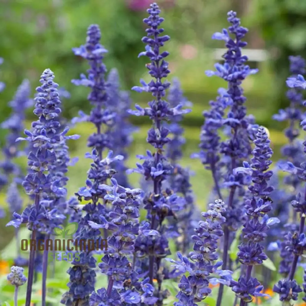 Salvia Farinacea Deep Blue Seeds - Premium Gardening Seeds for Stunning Blue Flowers, Organic Seed Variety - Image 4