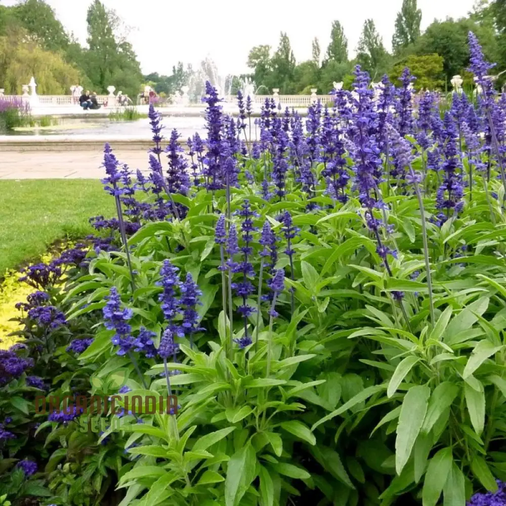 Salvia Farinacea Victoria Seeds - Grow Stunning and Regal Victoria Salvia Farinacea in Your Garden