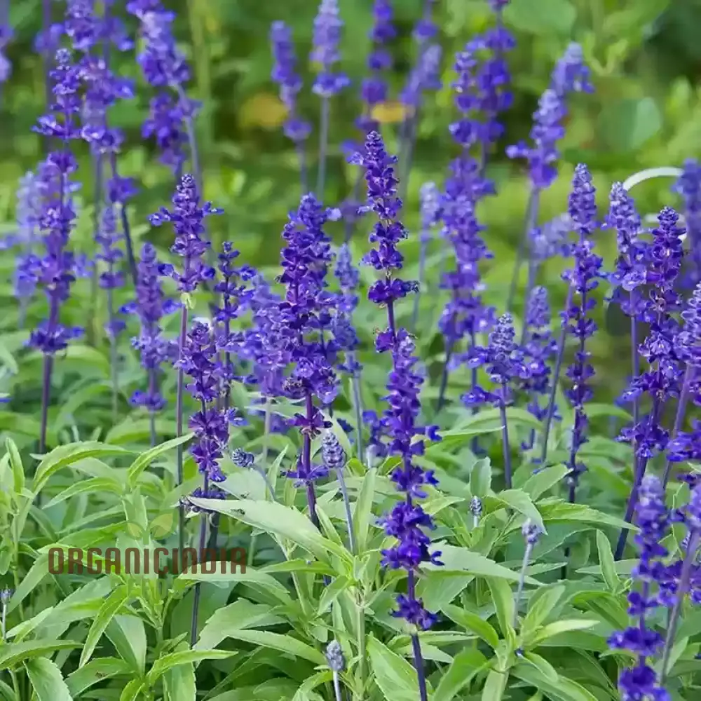 Salvia Farinacea Victoria Seeds - Grow Stunning and Regal Victoria Salvia Farinacea in Your Garden - Image 3