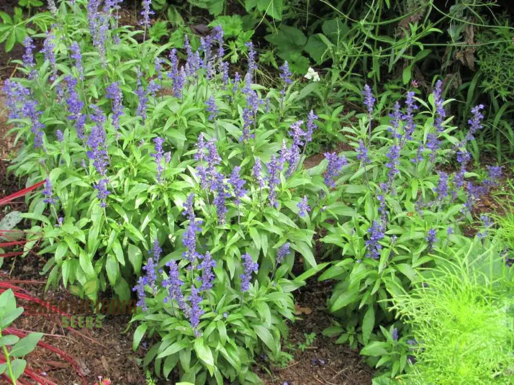 Salvia Farinacea Victoria Seeds - Grow Stunning and Regal Victoria Salvia Farinacea in Your Garden - Image 4