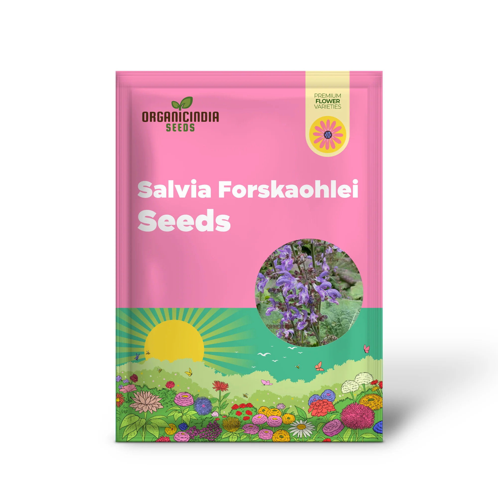 Salvia Seeds (Salvia Forskaohlei Seeds) - Vibrant Blooms and Easy Care Perennial - Image 2