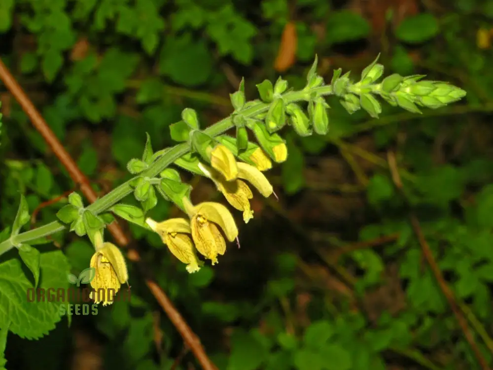 Salvia Glutinosa Seeds - Premium Gardening Salvia for Vibrant Blooms and Pollinator Attraction