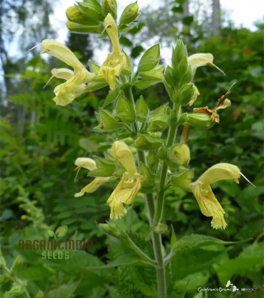 Salvia Glutinosa Seeds - Premium Gardening Salvia for Vibrant Blooms and Pollinator Attraction - Image 3