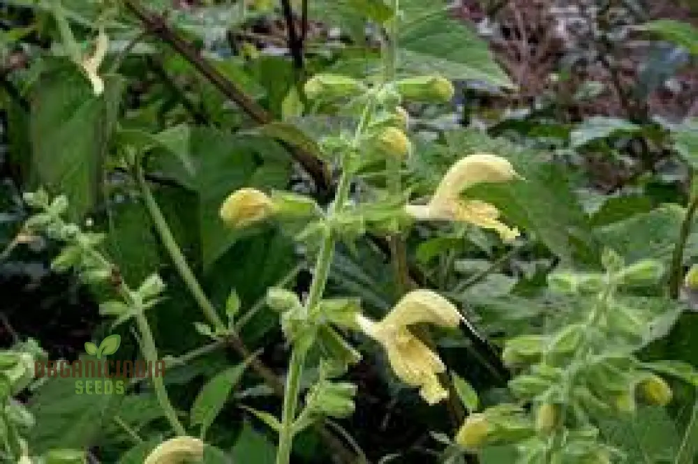 Salvia Glutinosa Seeds - Premium Gardening Salvia for Vibrant Blooms and Pollinator Attraction - Image 4