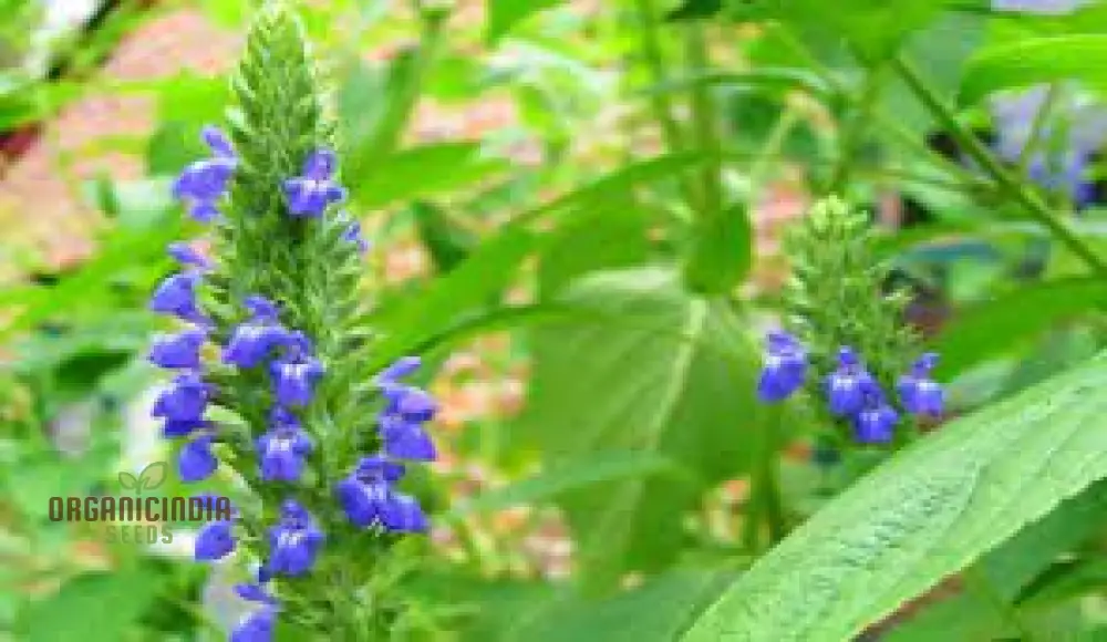 Salvia Hispanica Seeds for Gardening Enthusiasts - High Yield, Nutrient-Rich Seeds for Vibrant Gardens - Image 5