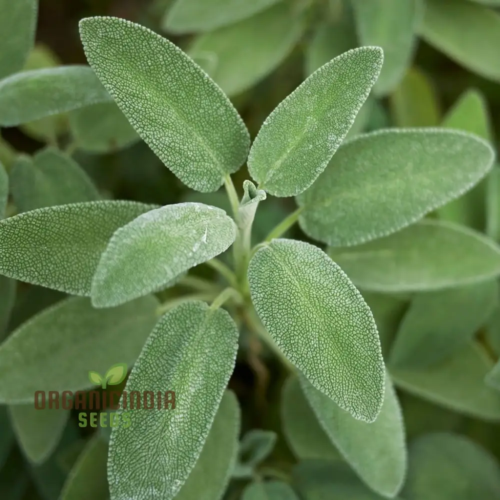 Salvia Officinalis Alba Seeds – Organic White Sage Herb for Culinary & Garden Use