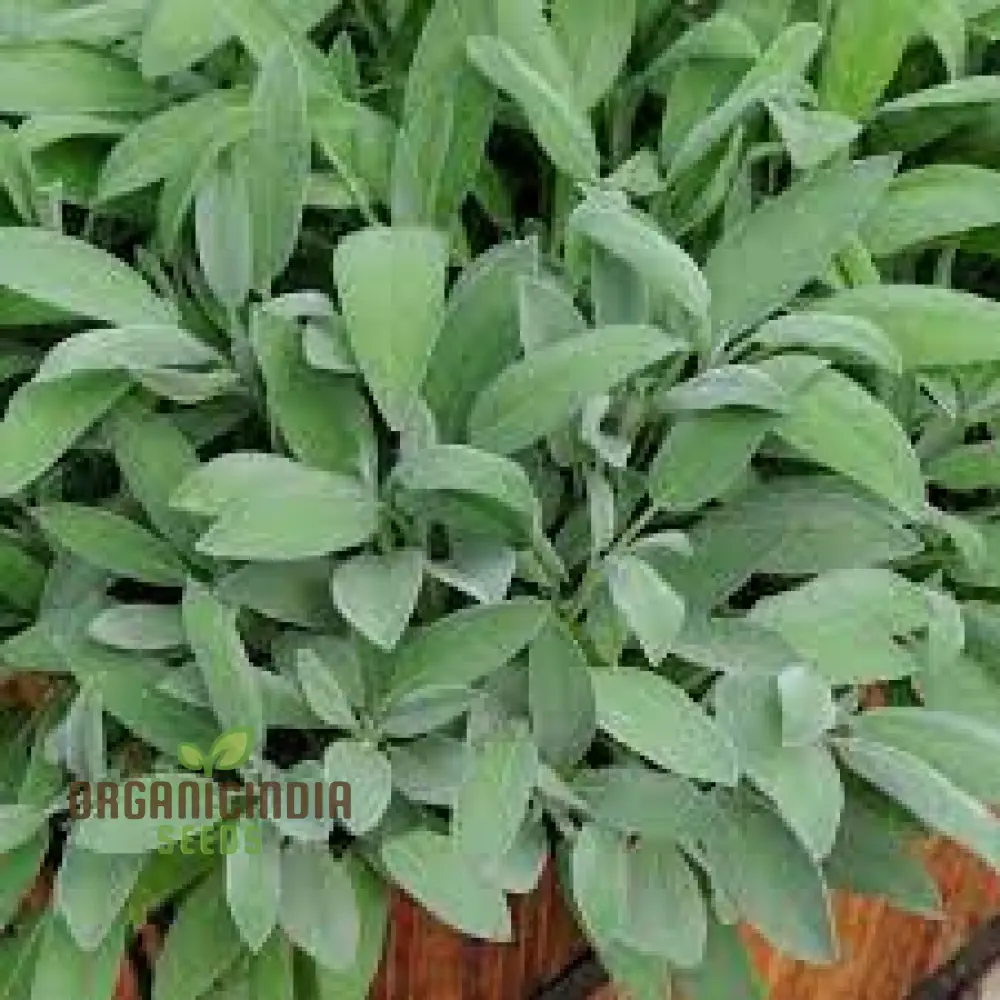 Salvia Officinalis Alba Seeds – Organic White Sage Herb for Culinary & Garden Use - Image 3