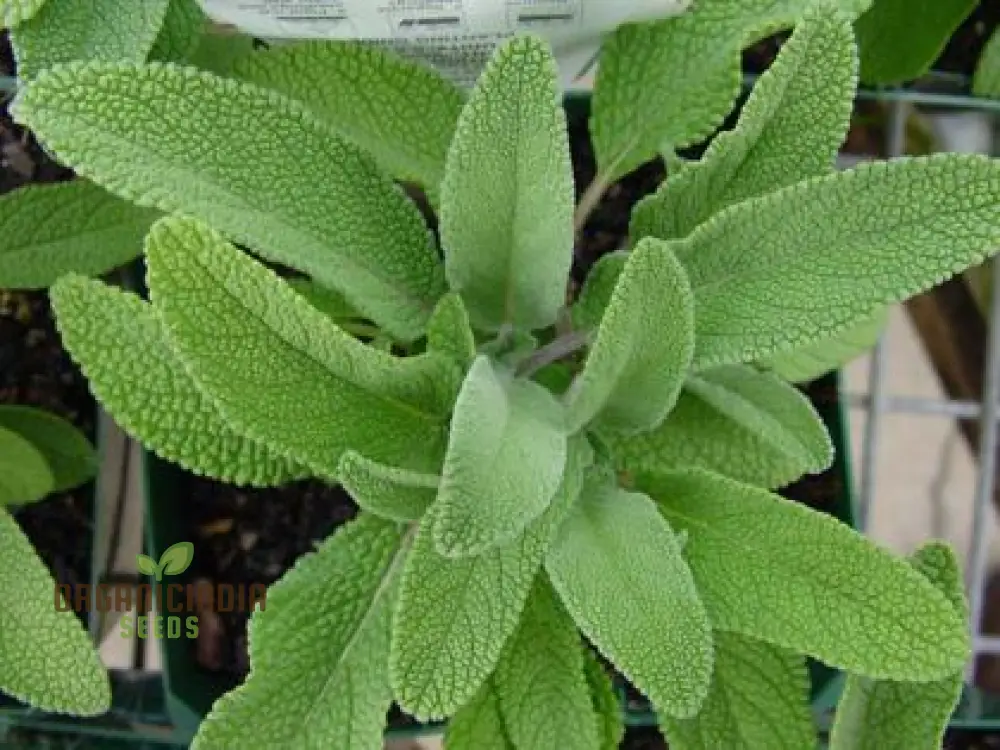 Salvia Officinalis Alba Seeds – Organic White Sage Herb for Culinary & Garden Use - Image 4