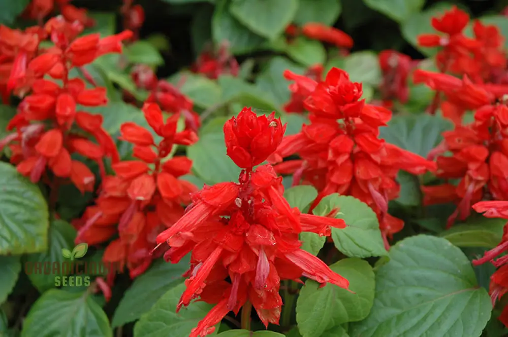 Salvia Saint John's Fire Seeds - Premium Quality for Vibrant Gardening