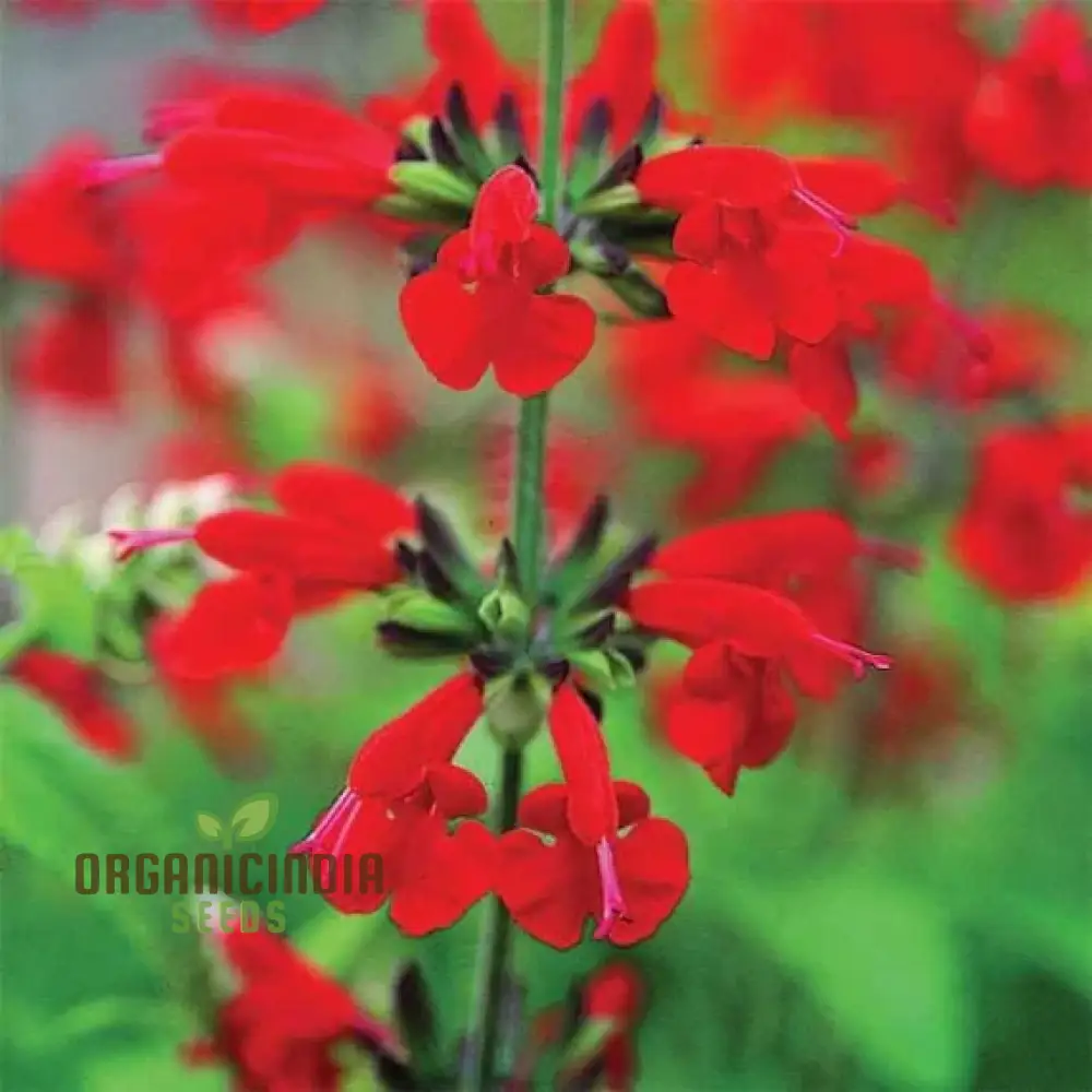 Salvia Saint John's Fire Seeds - Premium Quality for Vibrant Gardening - Image 3