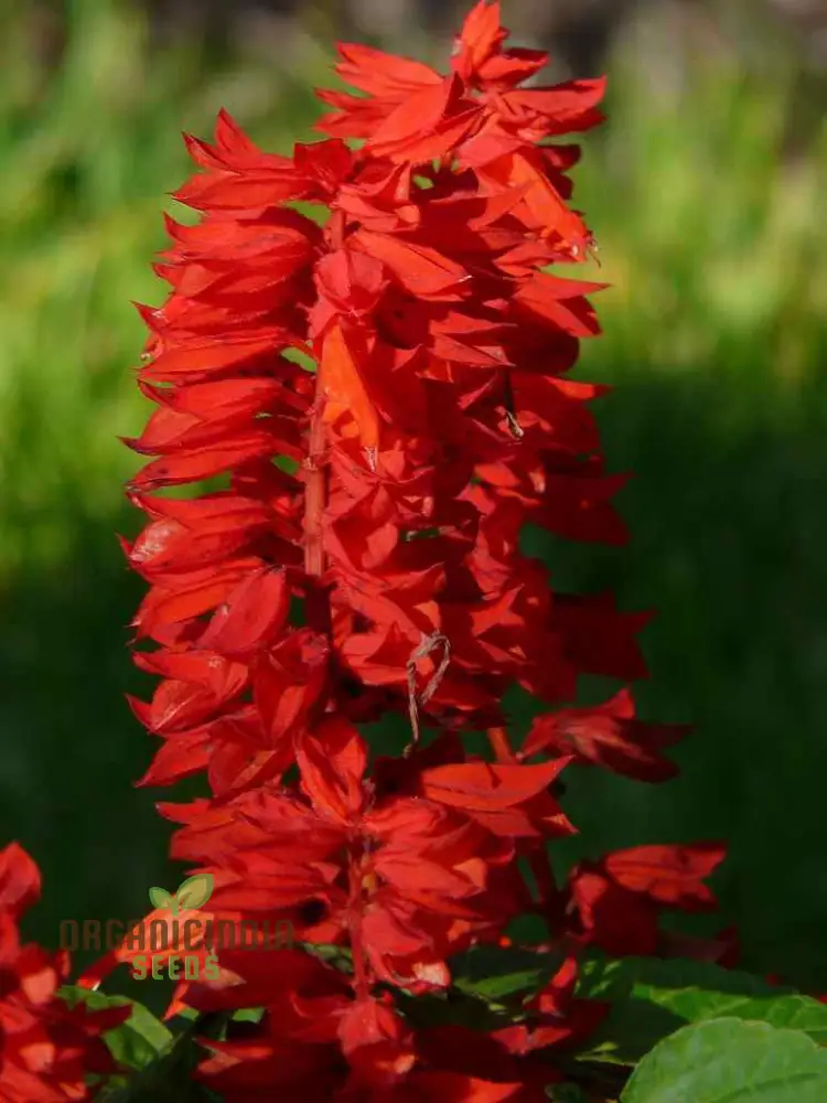 Salvia Saint John's Fire Seeds - Premium Quality for Vibrant Gardening - Image 4