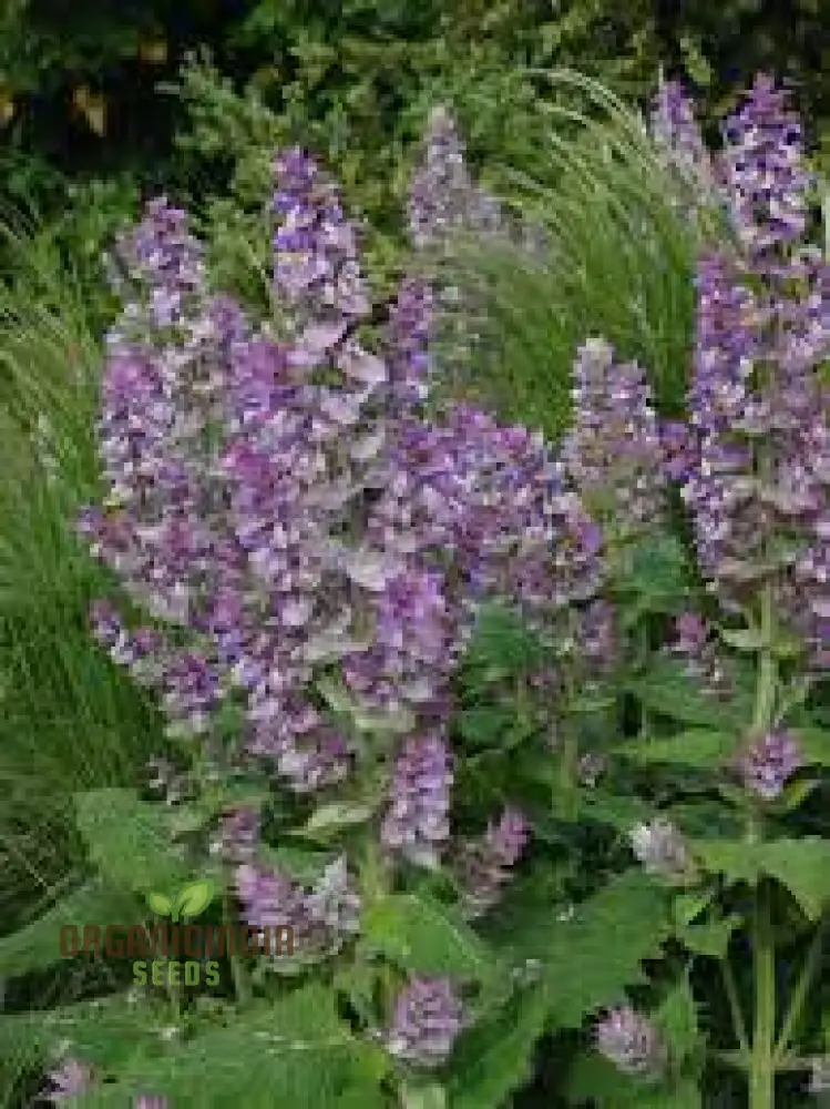 Salvia Sclarea Seeds for Gardening - Premium Quality Organic Clary Sage Seeds for Aromatic Herb Gardens and Natural Landscaping