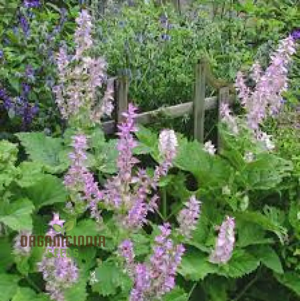 Salvia Sclarea Seeds for Gardening - Premium Quality Organic Clary Sage Seeds for Aromatic Herb Gardens and Natural Landscaping - Image 3