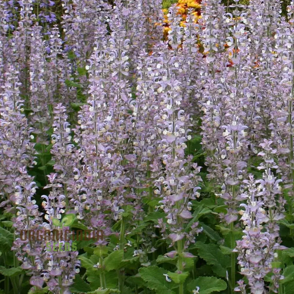 Salvia Sclarea Seeds for Gardening - Premium Quality Organic Clary Sage Seeds for Aromatic Herb Gardens and Natural Landscaping - Image 4