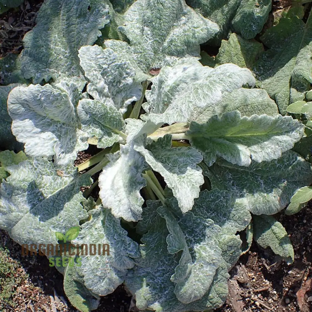 Salvia Selection Seeds for Gardening - Premium Quality, Organic, and Beautiful Blooms for Your Garden