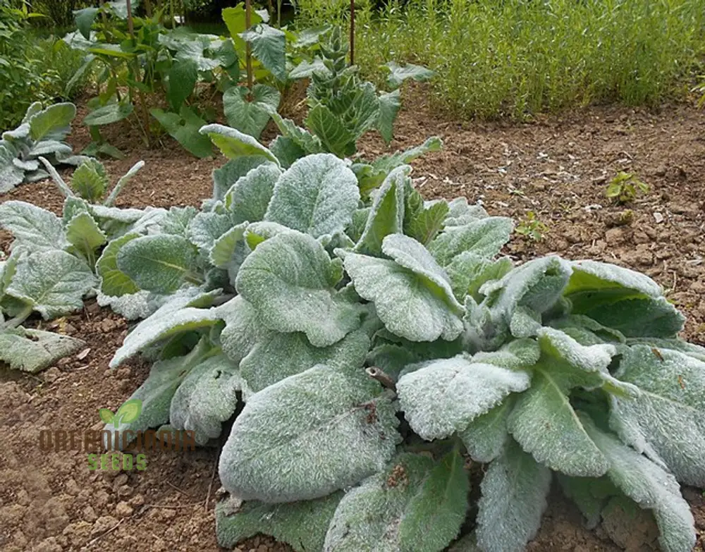 Salvia Selection Seeds for Gardening - Premium Quality, Organic, and Beautiful Blooms for Your Garden - Image 2