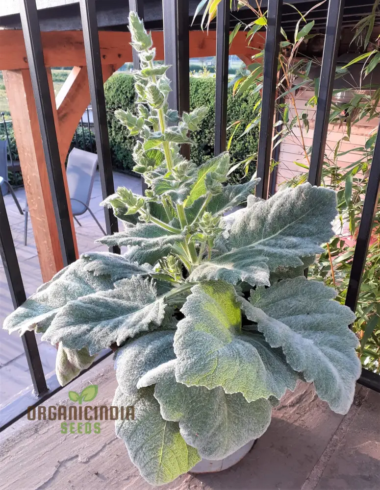 Salvia Selection Seeds for Gardening - Premium Quality, Organic, and Beautiful Blooms for Your Garden - Image 3