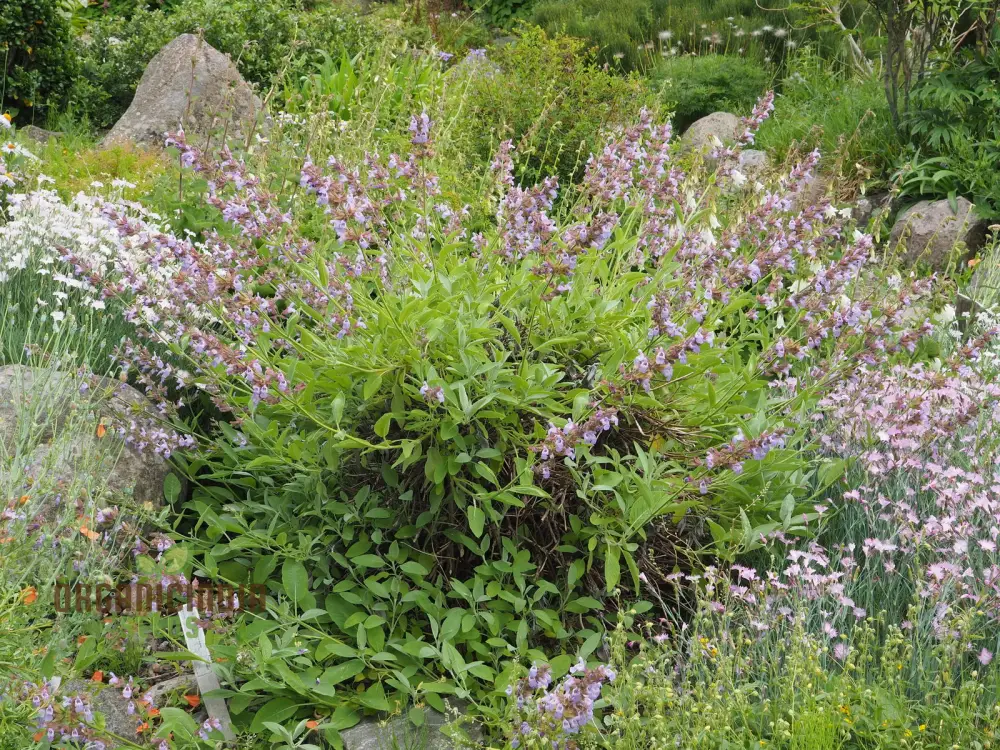 Salvia Tomentosa Seeds - Premium Quality Seeds for Gardening Enthusiasts, Perfect for Creating Vibrant, Hardy Gardens - Buy Organic Seeds Online