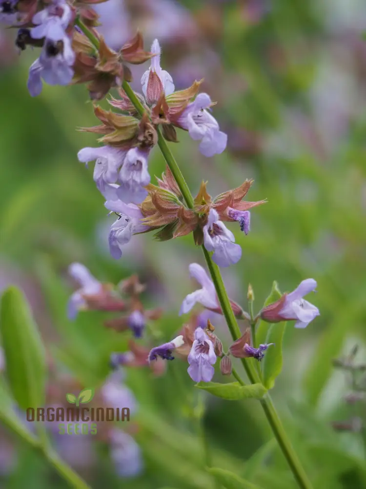 Salvia Tomentosa Seeds - Premium Quality Seeds for Gardening Enthusiasts, Perfect for Creating Vibrant, Hardy Gardens - Buy Organic Seeds Online - Image 3