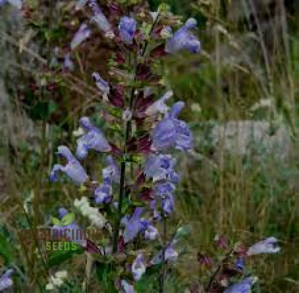 Salvia Tomentosa Seeds - Premium Quality Seeds for Gardening Enthusiasts, Perfect for Creating Vibrant, Hardy Gardens - Buy Organic Seeds Online - Image 4