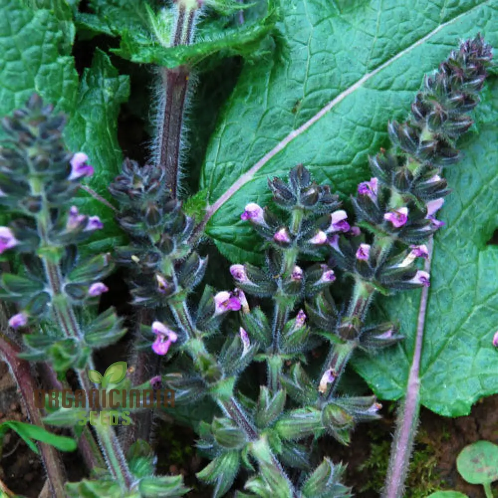 Salvia Seeds (Salvia Verbenaca Seeds) – Premium Herbaceous Perennial for Gardens - Image 4