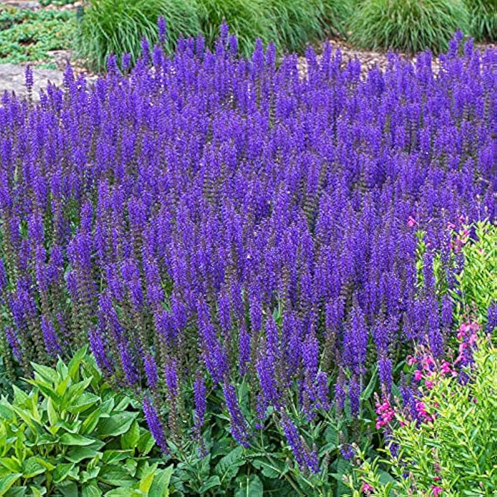 Salvia Seeds (Salvia Verbenaca Seeds) – Premium Herbaceous Perennial for Gardens - Image 5