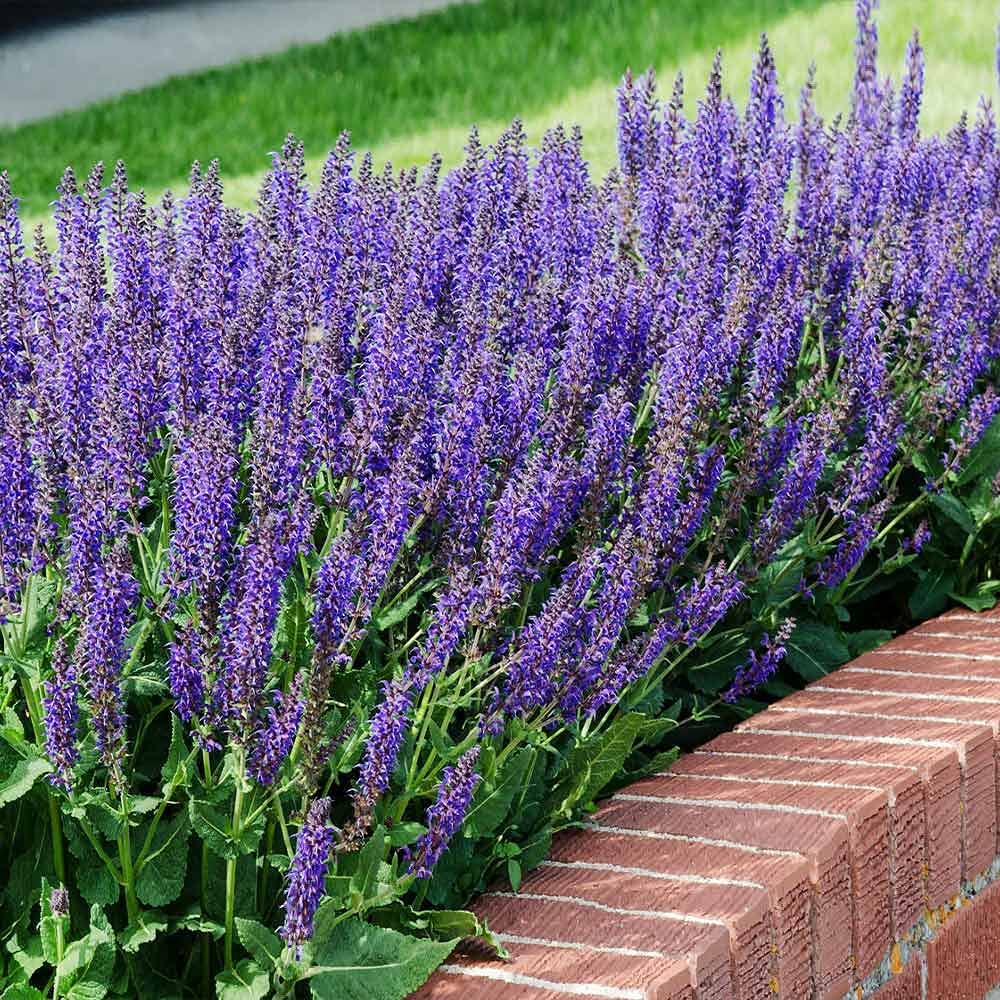 Salvia Seeds (Salvia Verbenaca Seeds) – Premium Herbaceous Perennial for Gardens - Image 6