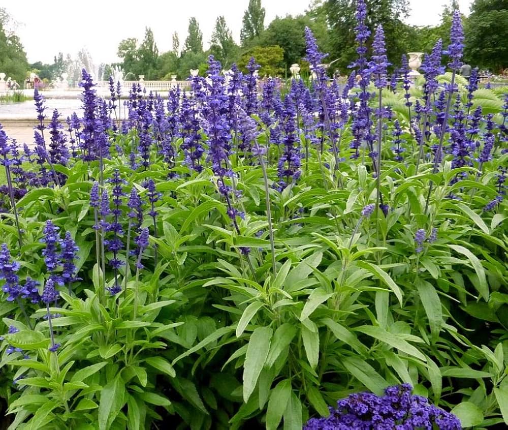 Salvia Seeds (Salvia Verbenaca Seeds) – Premium Herbaceous Perennial for Gardens - Image 7