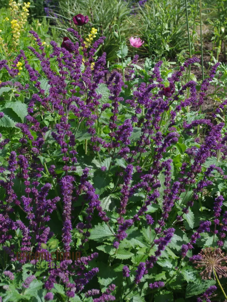 Salvia Verticillata Seeds - Premium Garden Perennial Flower Seeds for Vibrant Blooms | Buy Gardening Seeds Online - Image 3