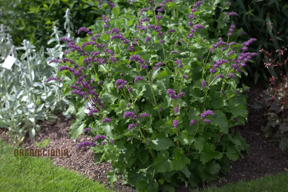 Salvia Verticillata Seeds - Premium Garden Perennial Flower Seeds for Vibrant Blooms | Buy Gardening Seeds Online - Image 4