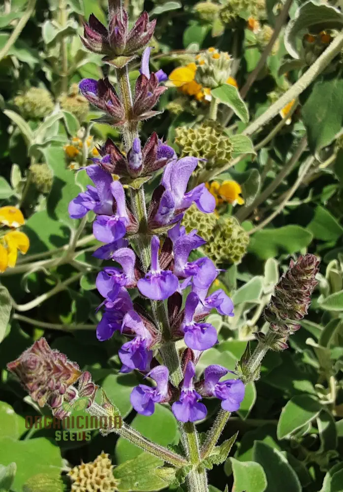 Salvia Virgata Seeds - Premium Gardening Perennials for Beautiful Landscapes and Gardens - Image 3