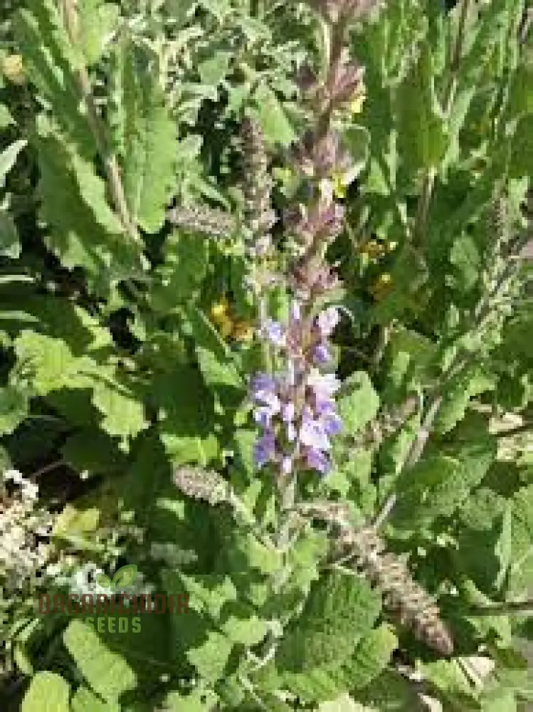 Salvia Virgata Seeds - Premium Gardening Perennials for Beautiful Landscapes and Gardens - Image 4