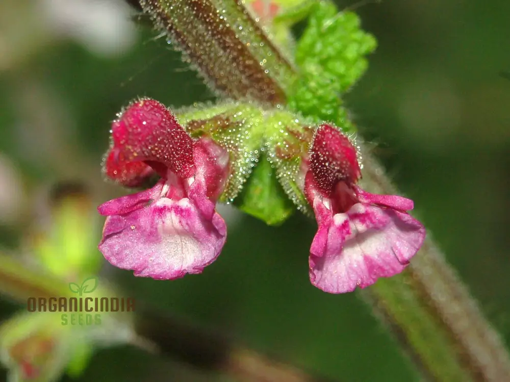 Salvia Viscosa Seeds for Gardening Enthusiasts | Premium Quality Organic Flower Seeds