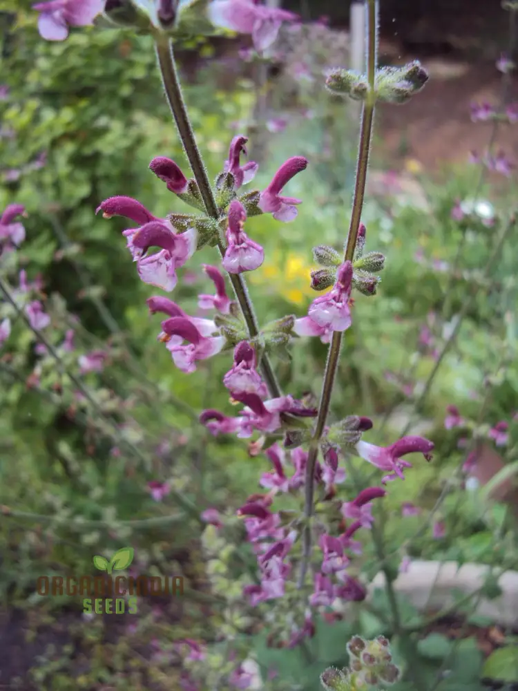 Salvia Viscosa Seeds for Gardening Enthusiasts | Premium Quality Organic Flower Seeds - Image 3