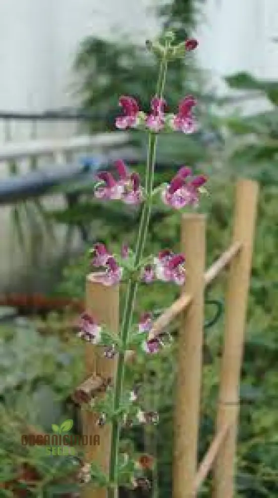 Salvia Viscosa Seeds for Gardening Enthusiasts | Premium Quality Organic Flower Seeds - Image 4
