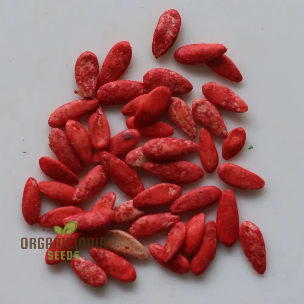 Sambar Cucumber Seeds, Premium High Yield, Disease Resistant, Ideal for Home Gardening - Image 3