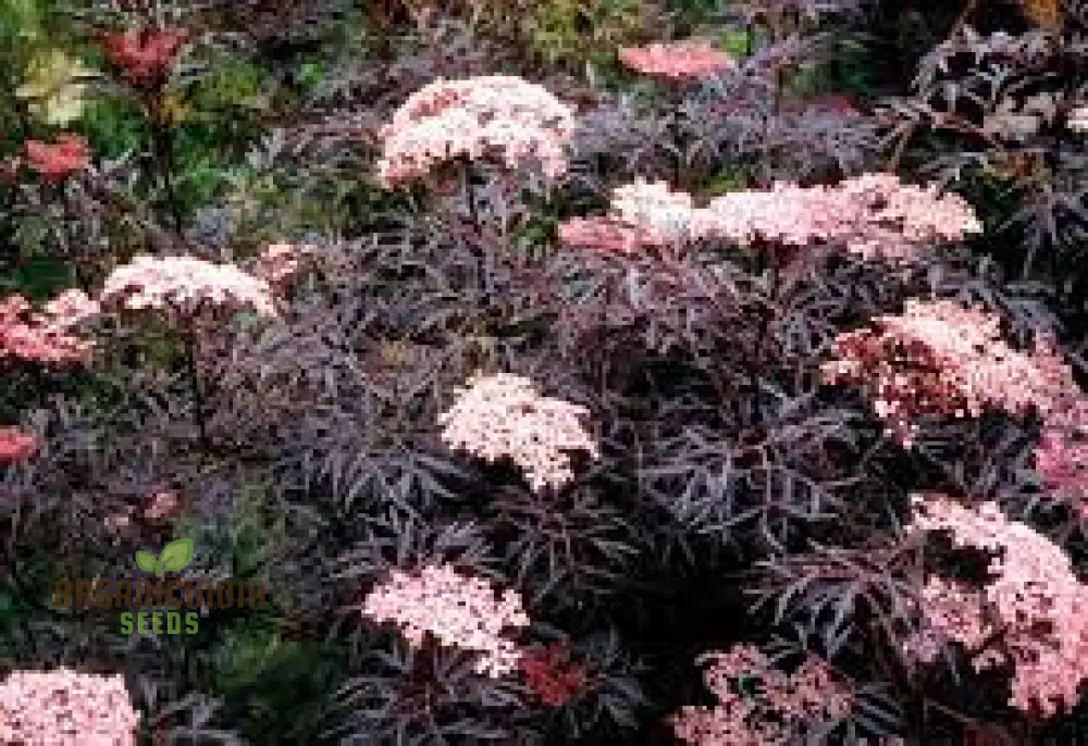 Sambucus Nigra Dark Leaf Form Seeds - Premium Gardening Variety for Stunning Dark Foliage | Buy Elderberry Seeds Online