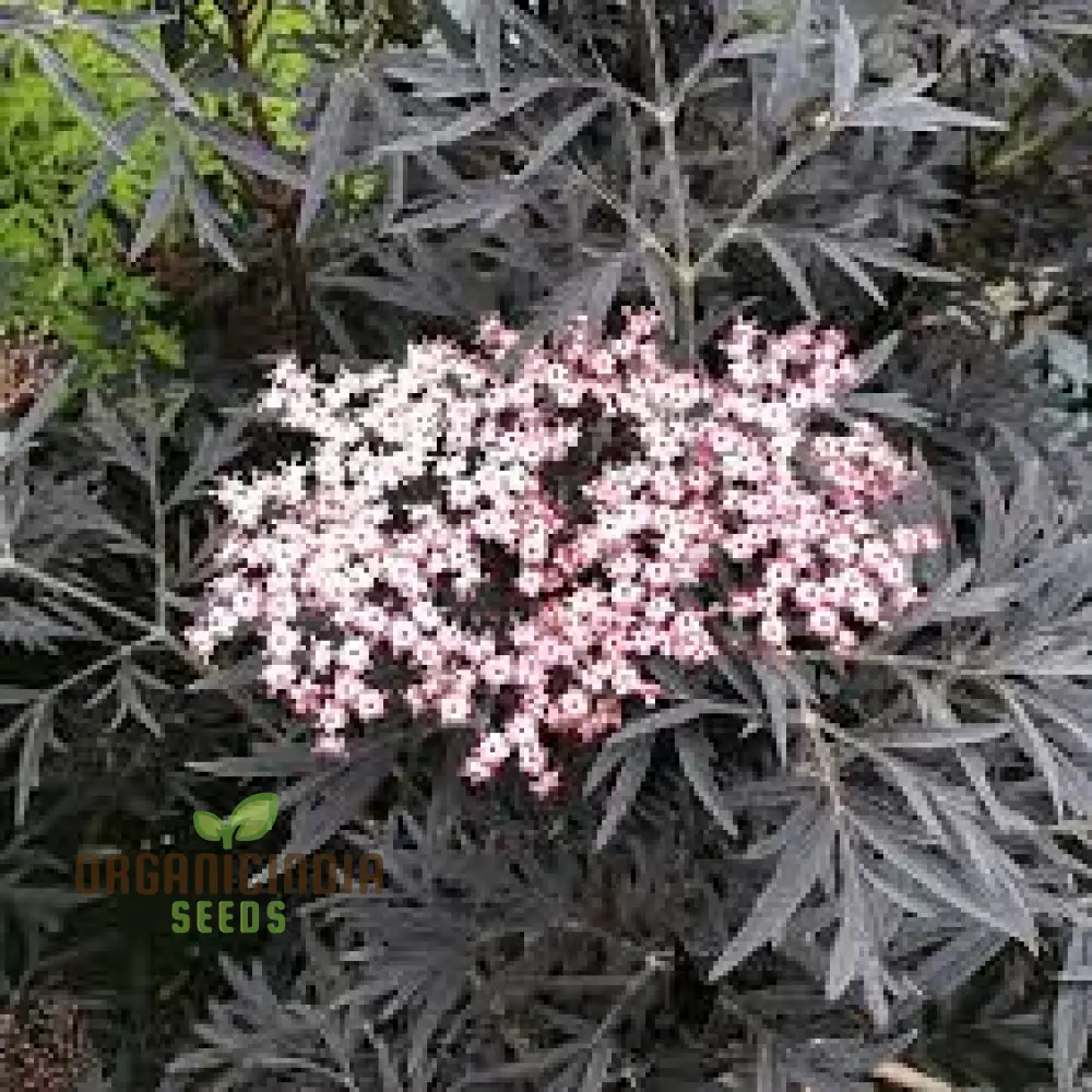 Sambucus Nigra Dark Leaf Form Seeds - Premium Gardening Variety for Stunning Dark Foliage | Buy Elderberry Seeds Online - Image 3