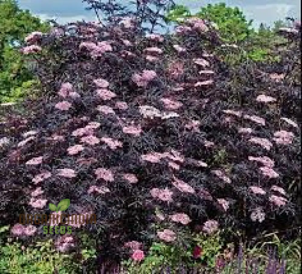 Sambucus Nigra Dark Leaf Form Seeds - Premium Gardening Variety for Stunning Dark Foliage | Buy Elderberry Seeds Online - Image 4