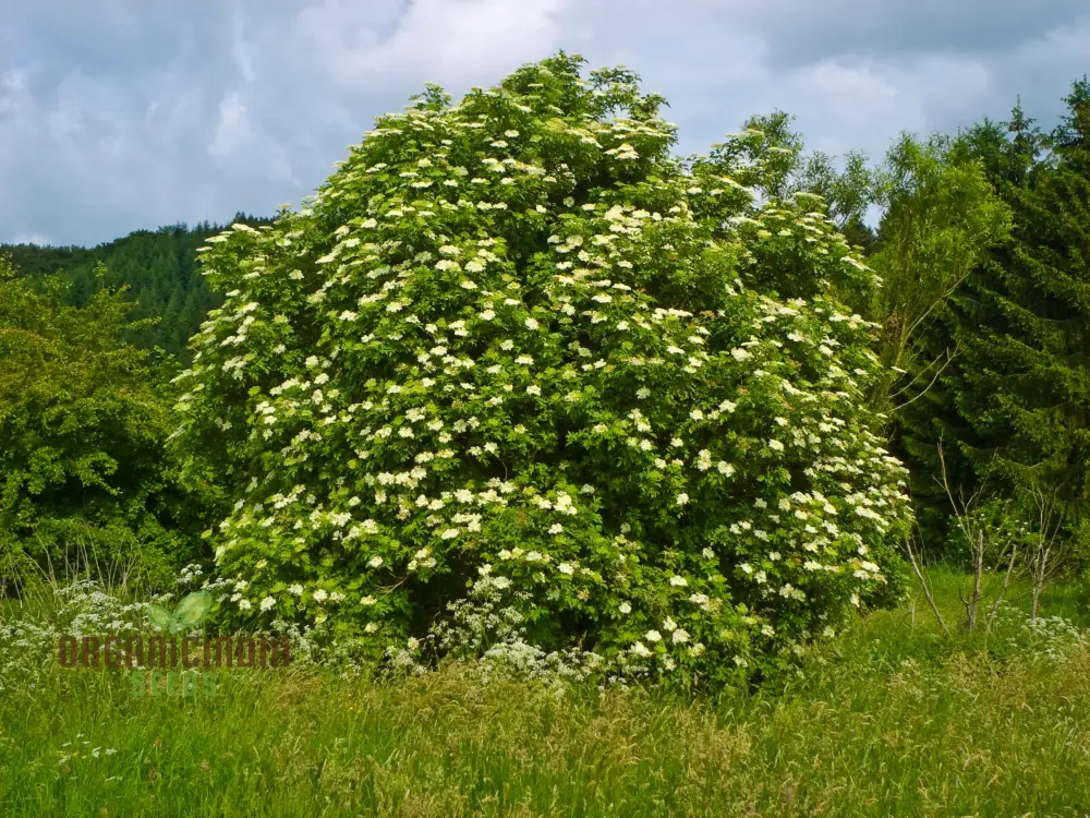 Sambucus Nigra Seeds - Premium Organic Elderberry Seeds for Gardening Enthusiasts | High Germination Rate, Non-GMO Seeds