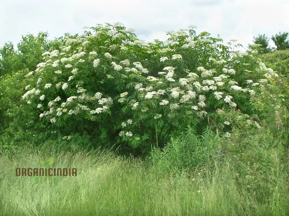 Sambucus Nigra Seeds - Premium Organic Elderberry Seeds for Gardening Enthusiasts | High Germination Rate, Non-GMO Seeds - Image 3