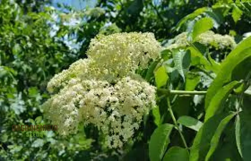 Sambucus Nigra Seeds - Premium Organic Elderberry Seeds for Gardening Enthusiasts | High Germination Rate, Non-GMO Seeds - Image 4