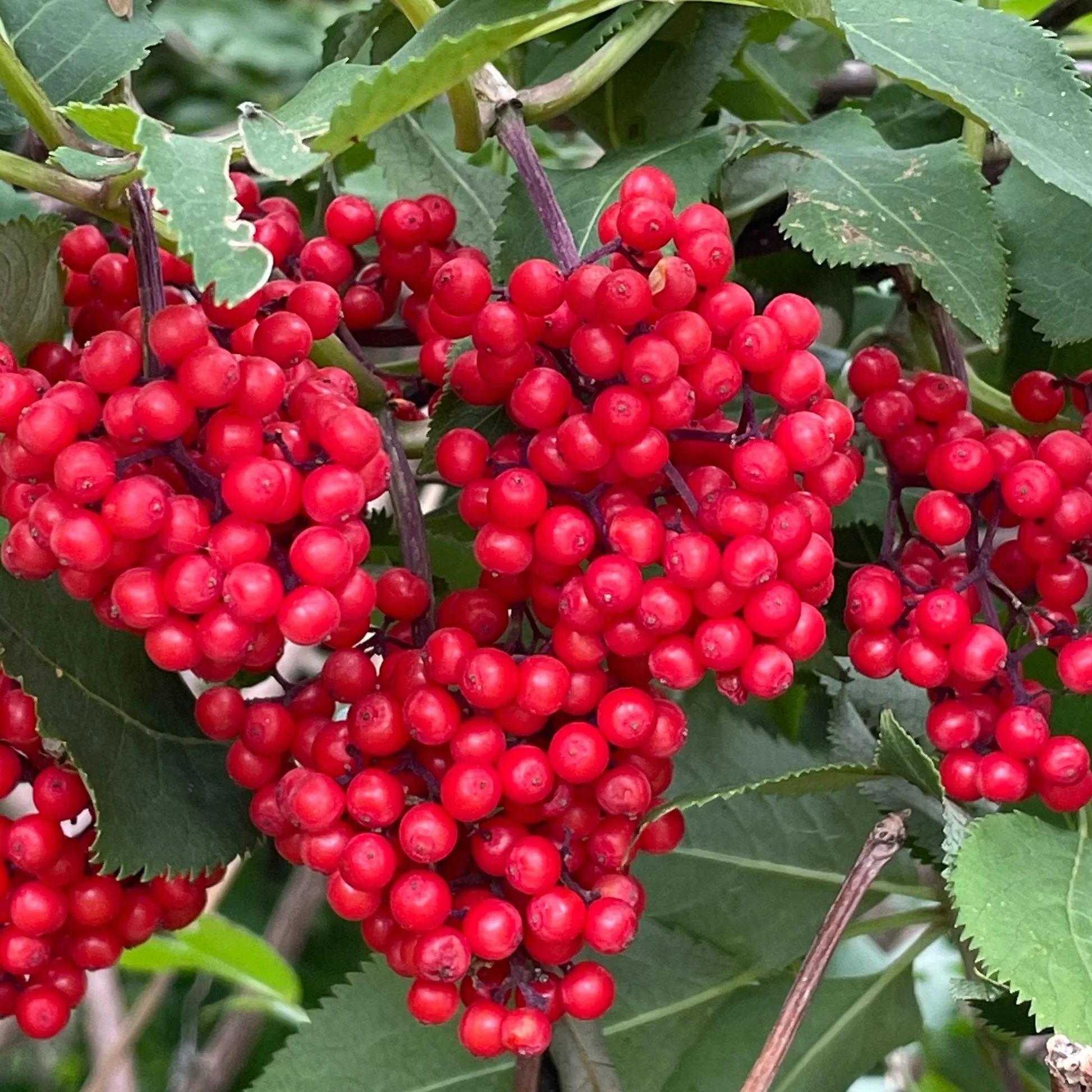 Sambucus Sachalinensis Seeds - Premium Gardening Planting Kit for Beginners and Experts