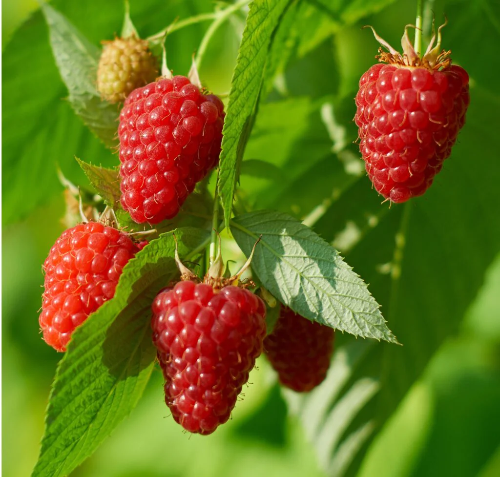 San Andreas Strawberry Seeds for Planting – Everbearing, Large & Sweet Berries