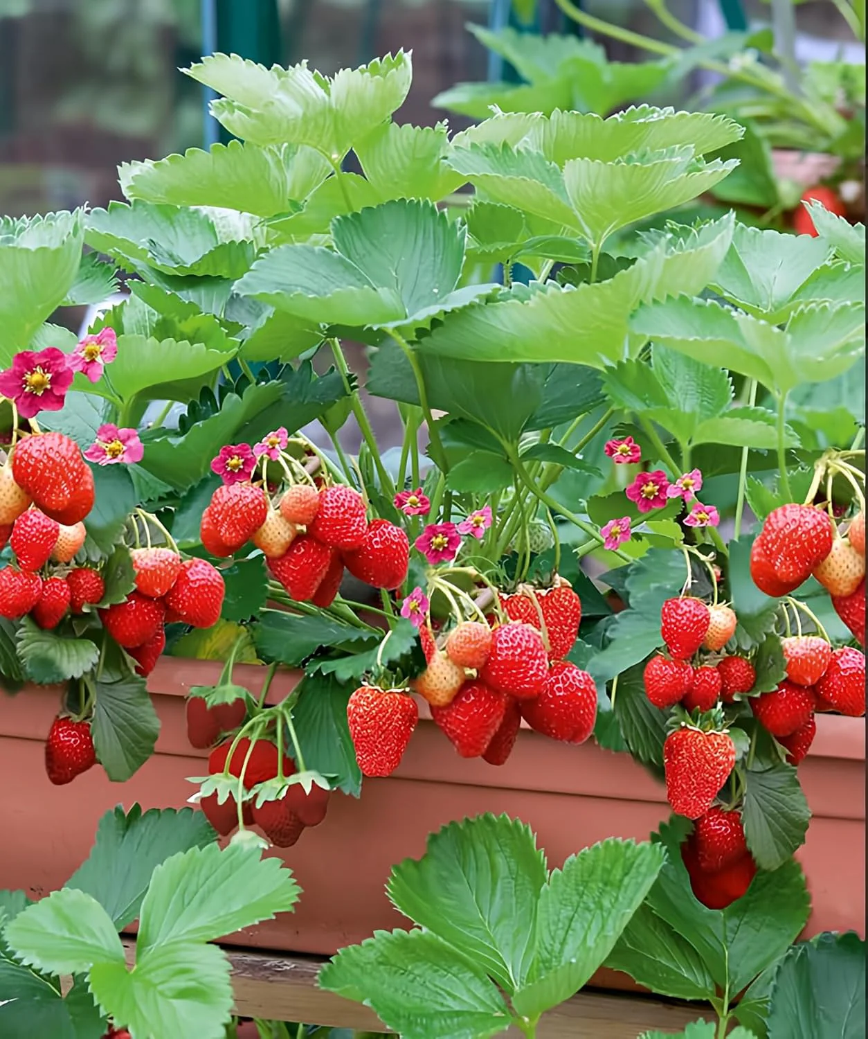 San Andreas Strawberry Seeds for Planting – Everbearing, Large & Sweet Berries - Image 2