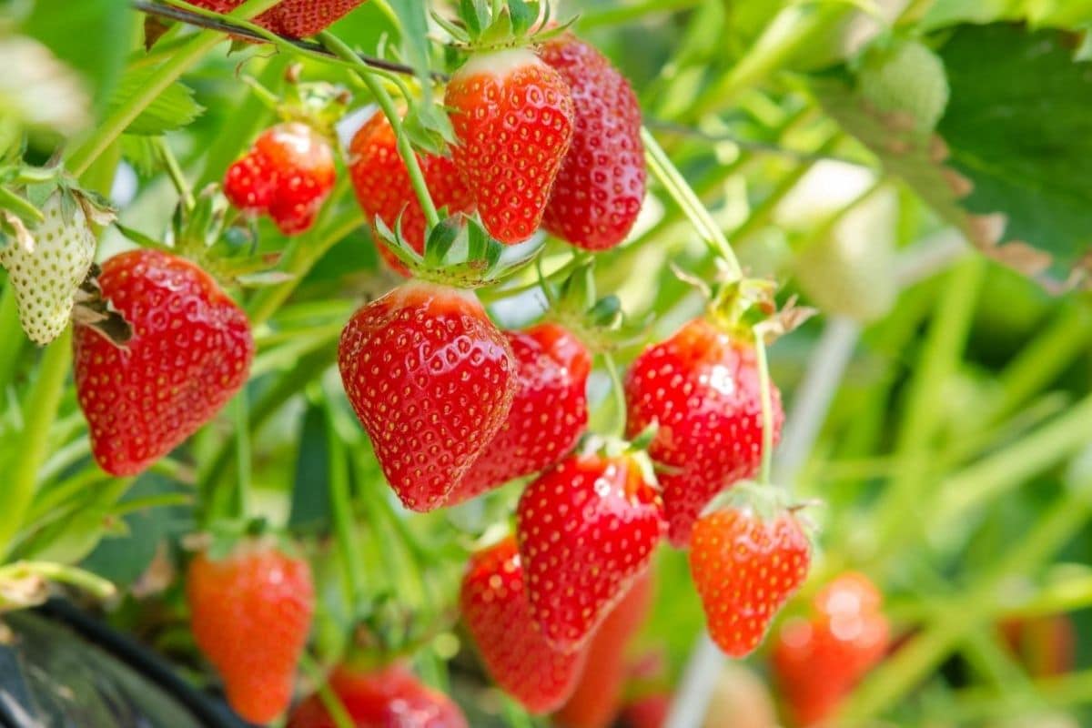 San Andreas Strawberry Seeds for Planting – Everbearing, Large & Sweet Berries - Image 3