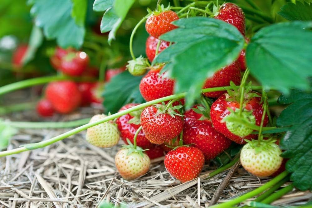 San Andreas Strawberry Seeds for Planting – Everbearing, Large & Sweet Berries - Image 4