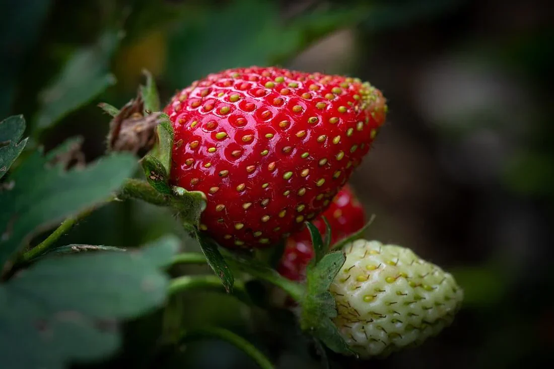 San Andreas Strawberry Seeds for Planting – Everbearing, Large & Sweet Berries - Image 5