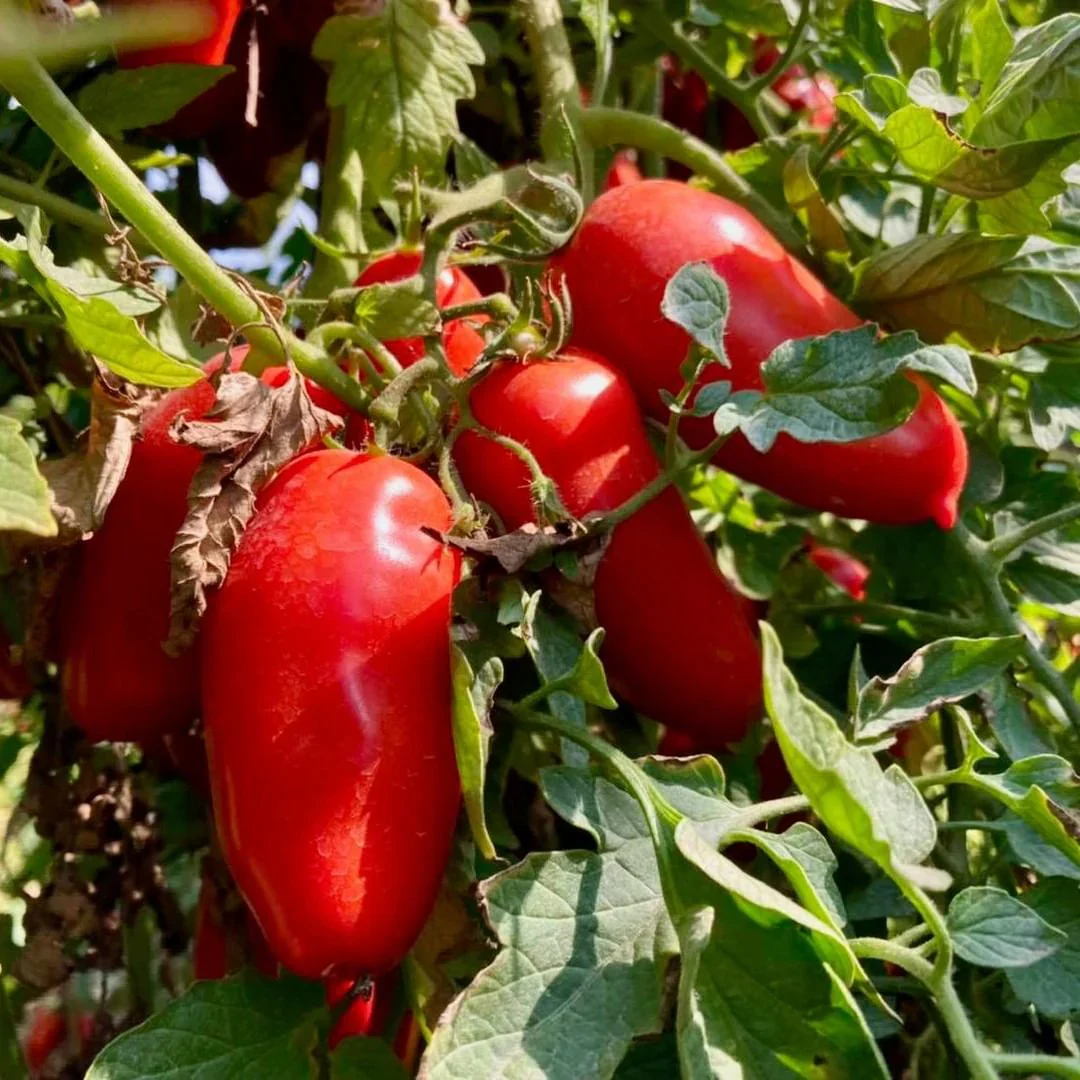 San Marzano Tomato Seeds – Heirloom, Premium Quality for Rich & Flavorful Harvest - Image 3
