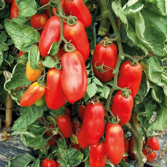 San Marzano Tomato Seeds – Heirloom, Premium Quality for Rich & Flavorful Harvest - Image 4